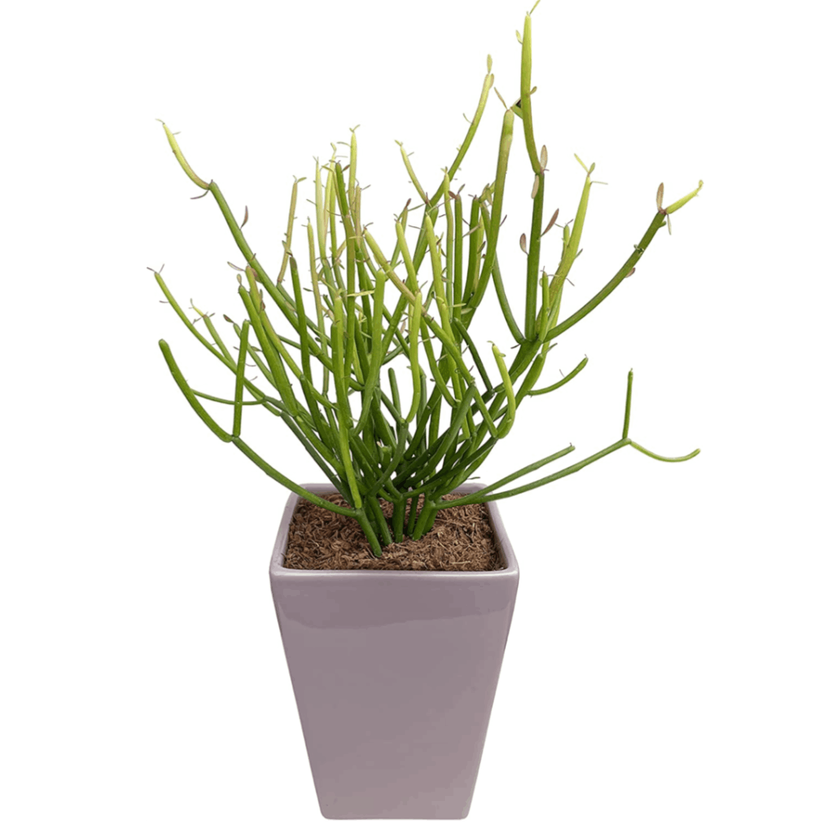 ミルクブッシュ（スティックオンファイアー） 観葉植物 ミルクブッシュ スティックオンファイヤー / Euphorbia