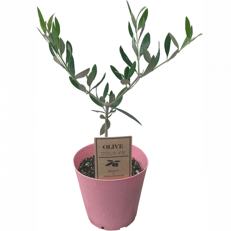 ꡼֤ ȭ ꡼ ꡼֤μ ꡼ʼ եȥ 3.5ȭ