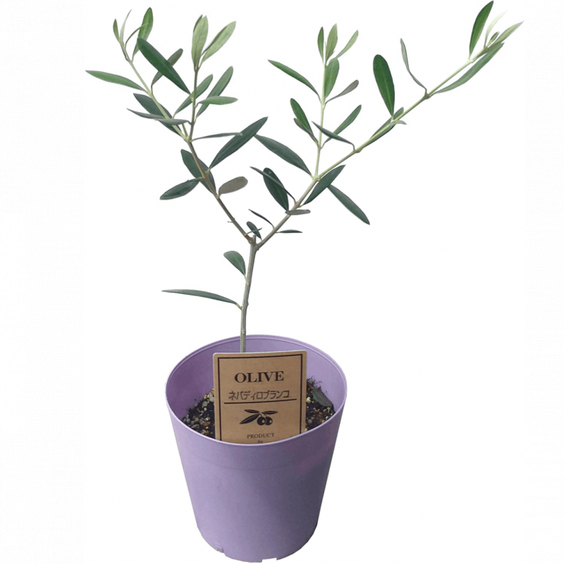 ꡼֤ ȭ ꡼ ꡼֤μ ͥХǥ֥󥳡S 3.5ȭ