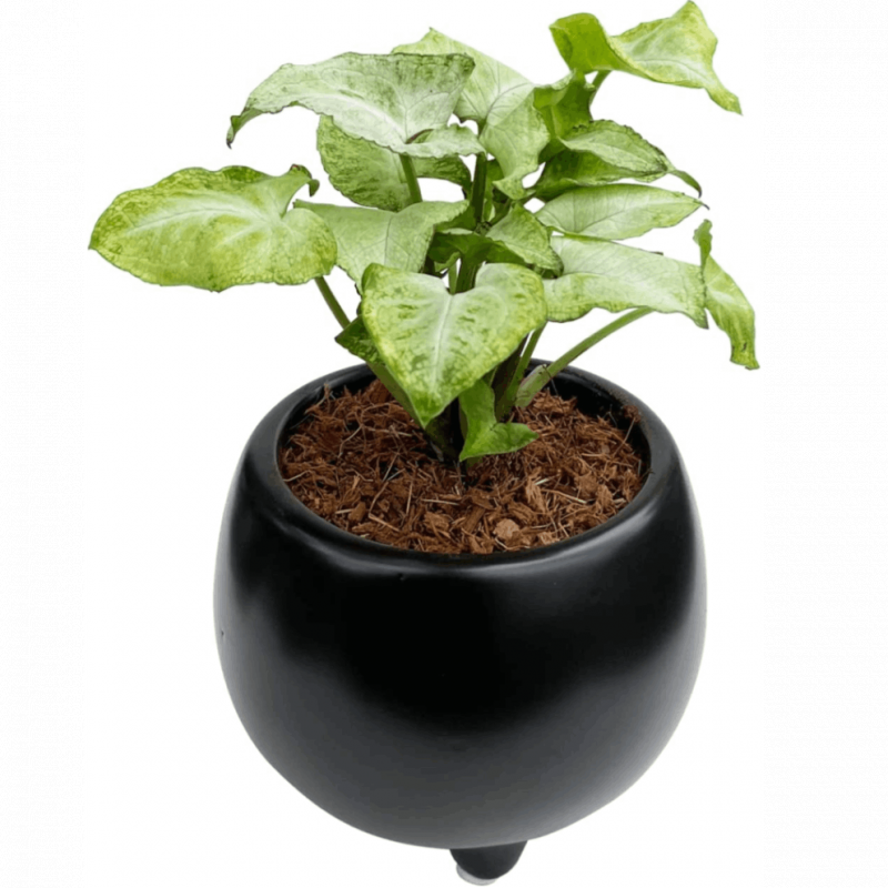 ���󥴥˥��� 2�� ƫ�� ȭ���� ���տ�ʪ �ߥ˴��� ���󥴥˥塼�� ƫ�� �� ����