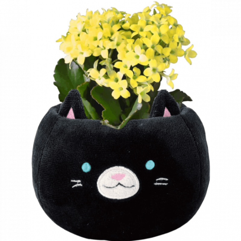 ����󥳥�ȭ���� ����󤳤�ȭ���� ���� ����󤳤��β� ����󥳥� ���ե�