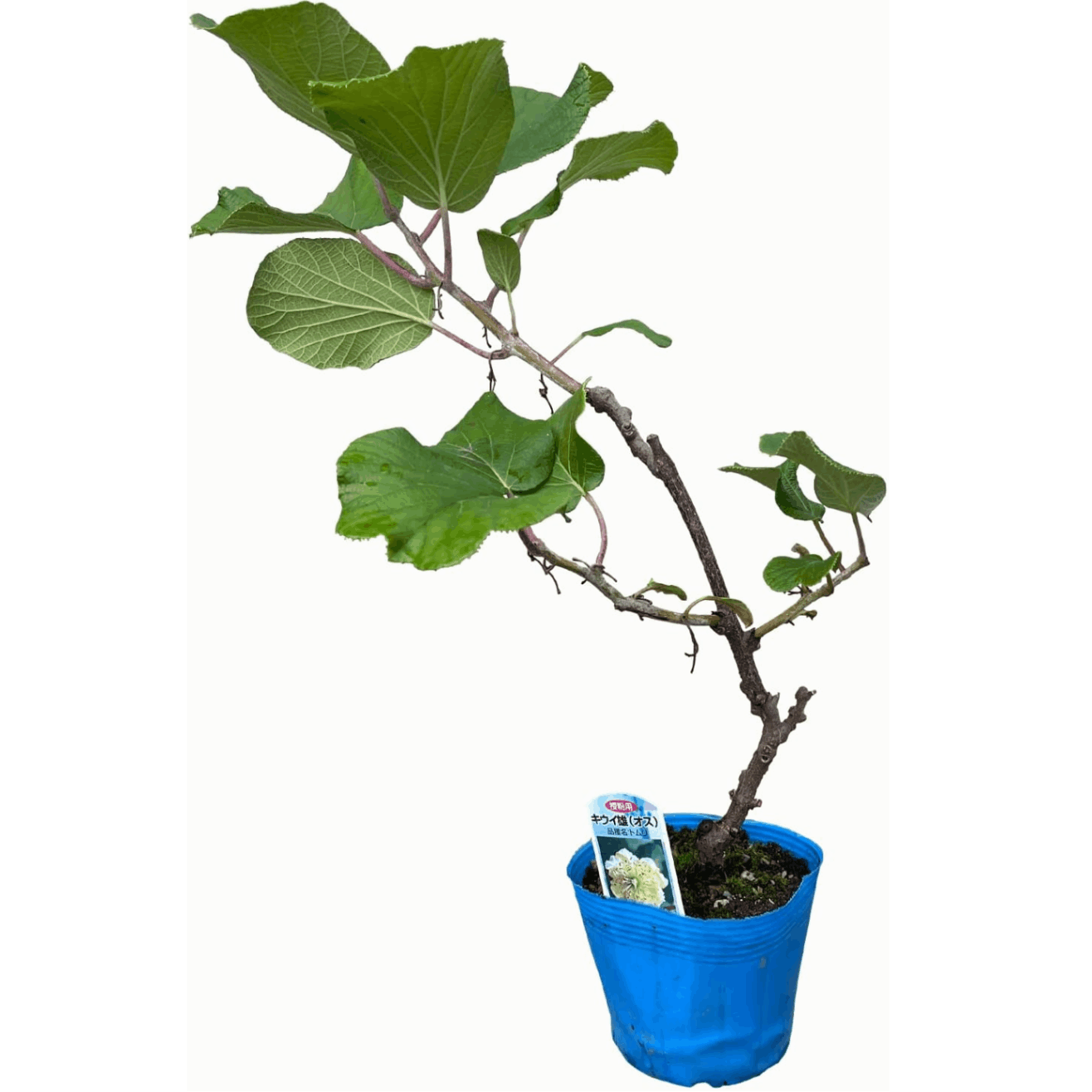 キウイ鉢植え キウイの木 キウイフルーツの木 鉢植え フルーツの木