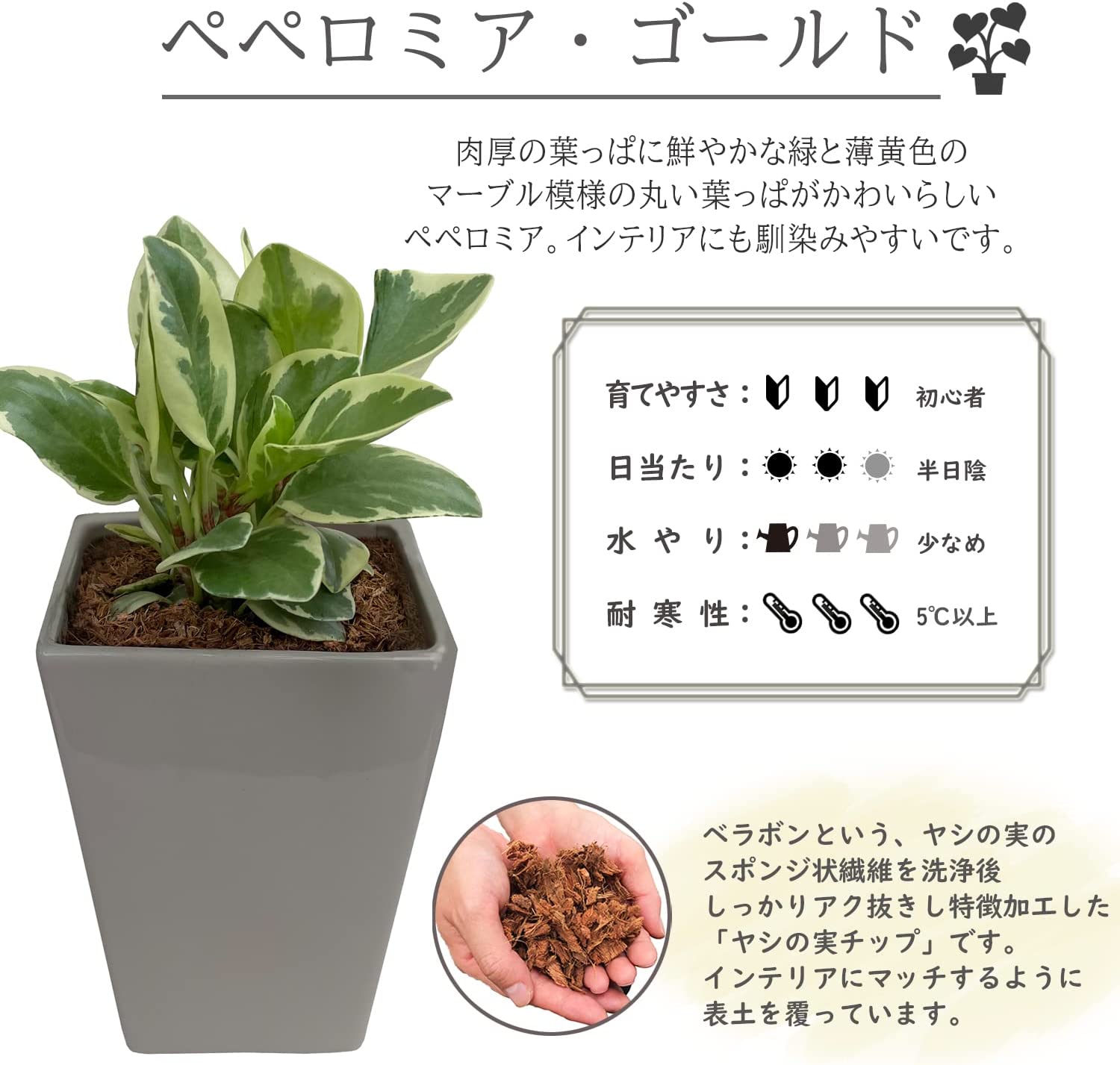 鉢植え 観葉植物 ペペロミア ゴールド ミニ観葉植物 多年草 陶器鉢