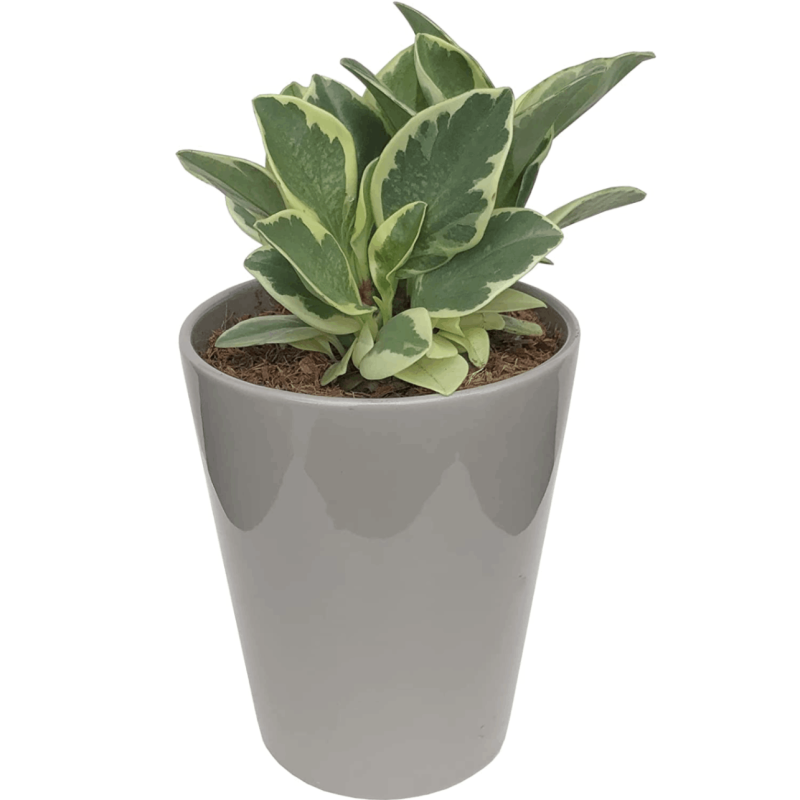 鉢植え 観葉植物 ペペロミア ゴールド ミニ観葉植物 多年草 陶器鉢 多肉植物
