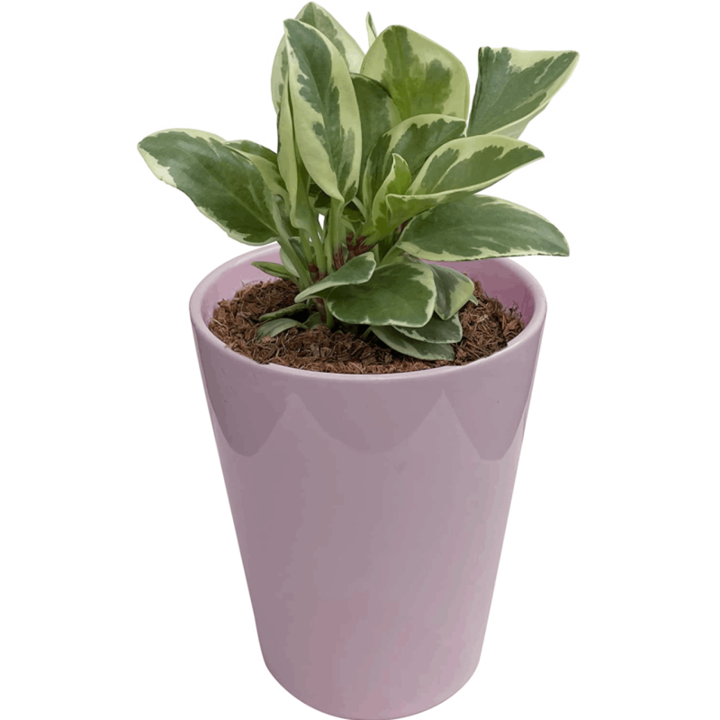 鉢植え 観葉植物 ペペロミア ゴールド ミニ観葉植物 多年草 陶器鉢 多肉植物