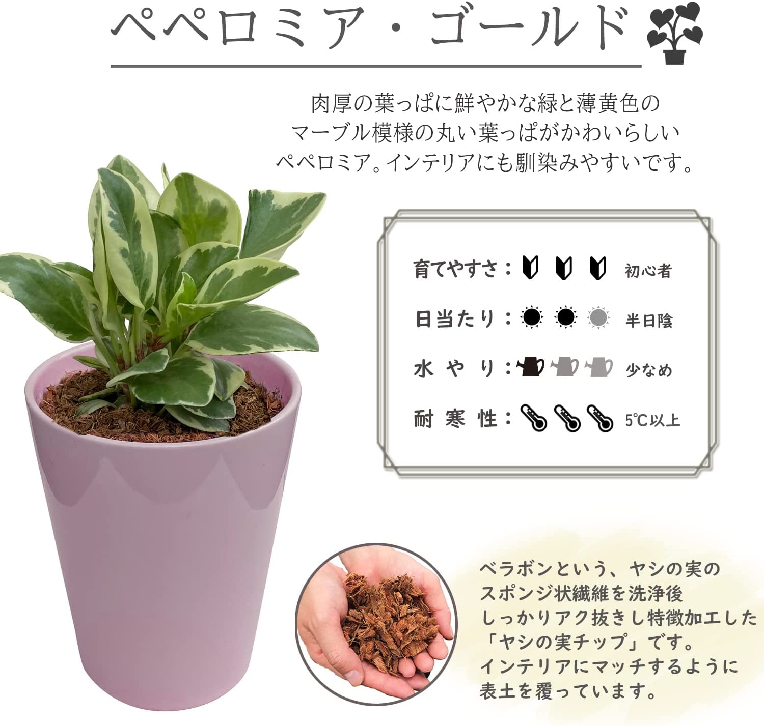 鉢植え 観葉植物 ペペロミア ゴールド ミニ観葉植物 多年草 陶器鉢