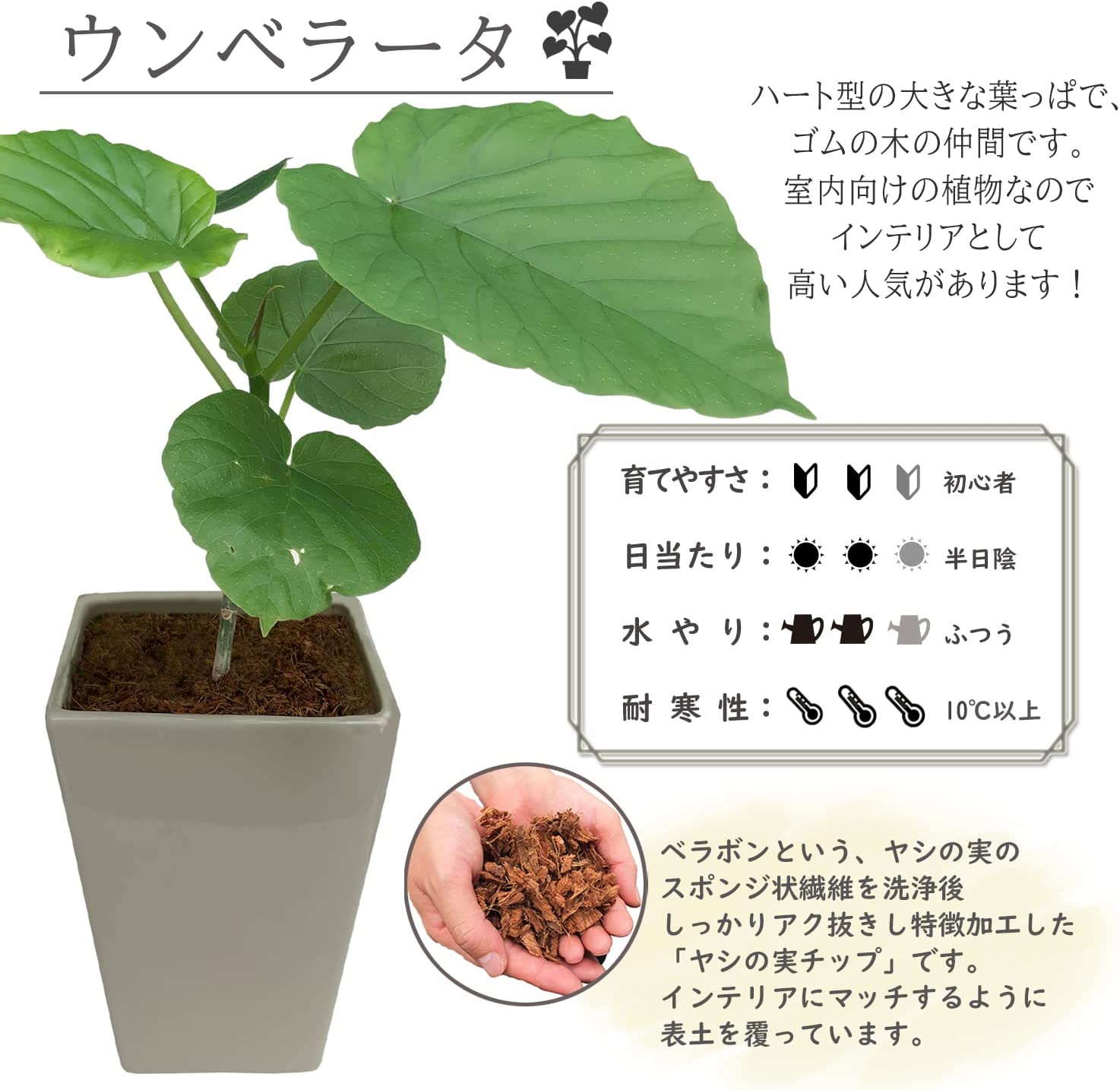 フィカス ウンベラータ 観葉植物 本物 ミニ観葉 うんべらーた ウンベラータ鉢植え 観葉植物 おしゃれな観葉植物 安心と感動を送る フラワーギフト 花のギフト社