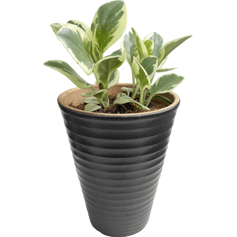 鉢植え 観葉植物 ペペロミア ゴールド ミニ観葉植物 多年草 陶器鉢 多肉植物