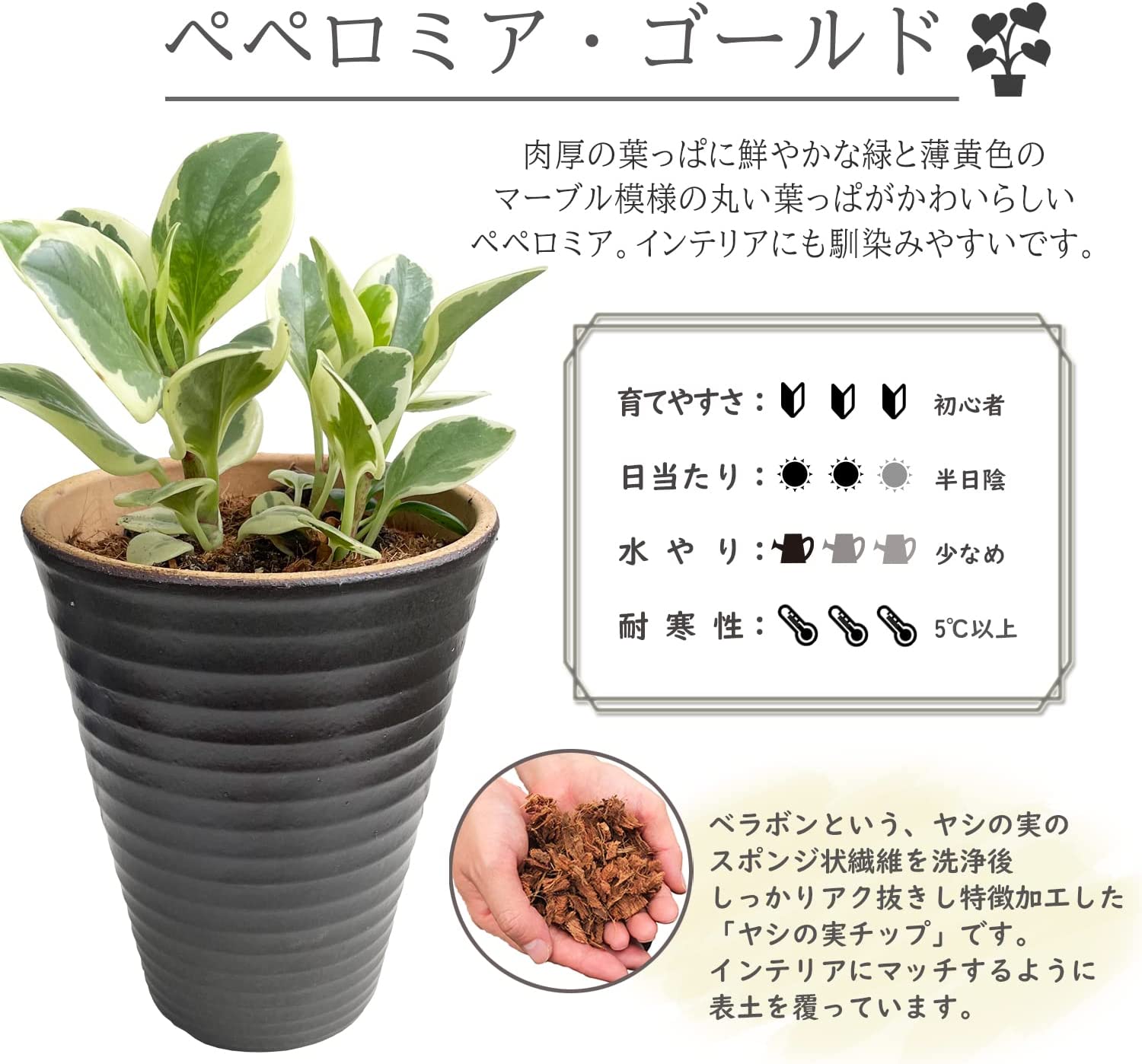 鉢植え 観葉植物 ペペロミア ゴールド ミニ観葉植物 多年草 陶器鉢