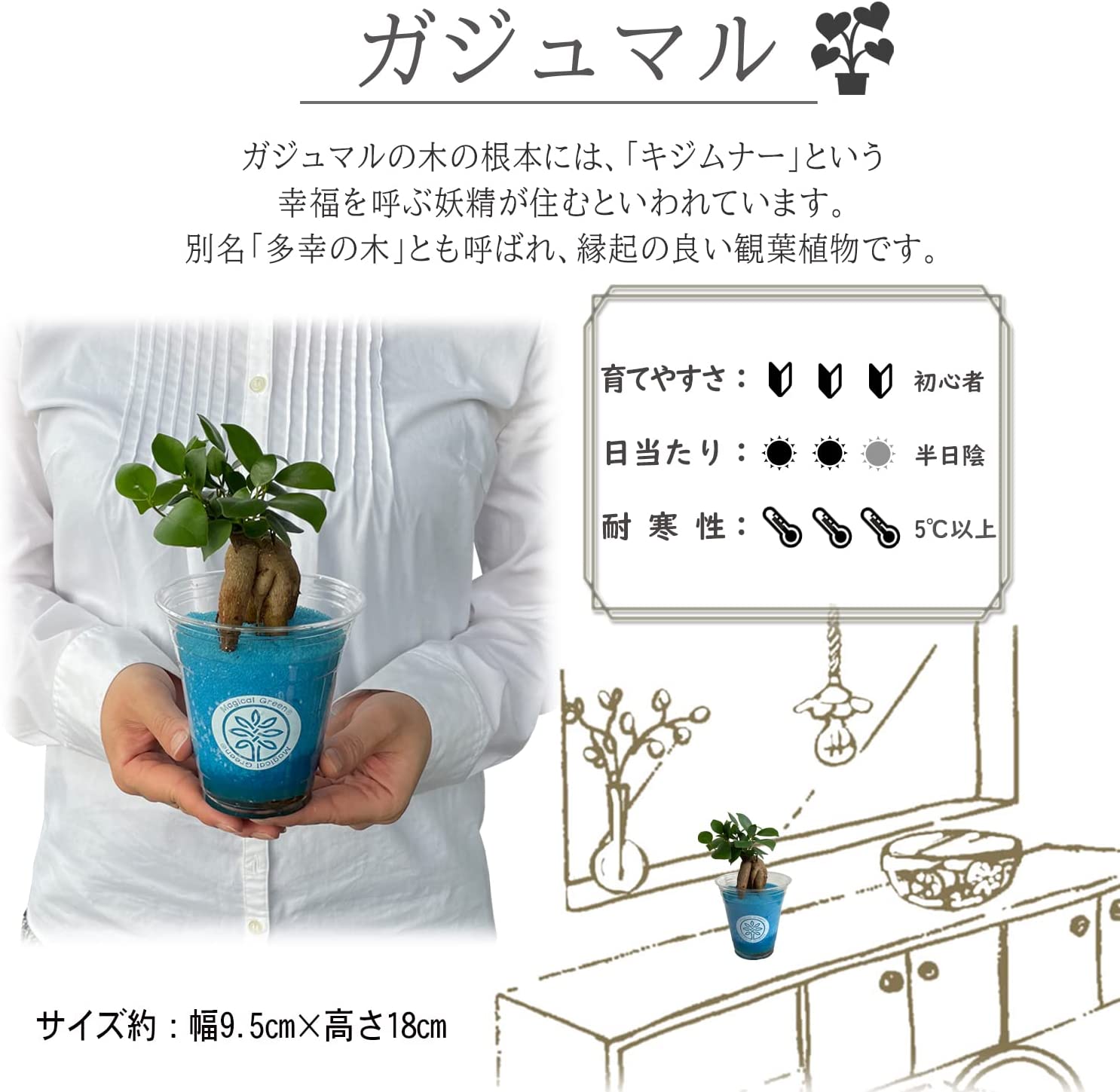 ガジュマル 観葉植物 土 本物 室内用 観葉植物 がじゅまる 土を使わず 観葉植物 小さな観葉植物 安心と感動を送る フラワーギフト 花のギフト社