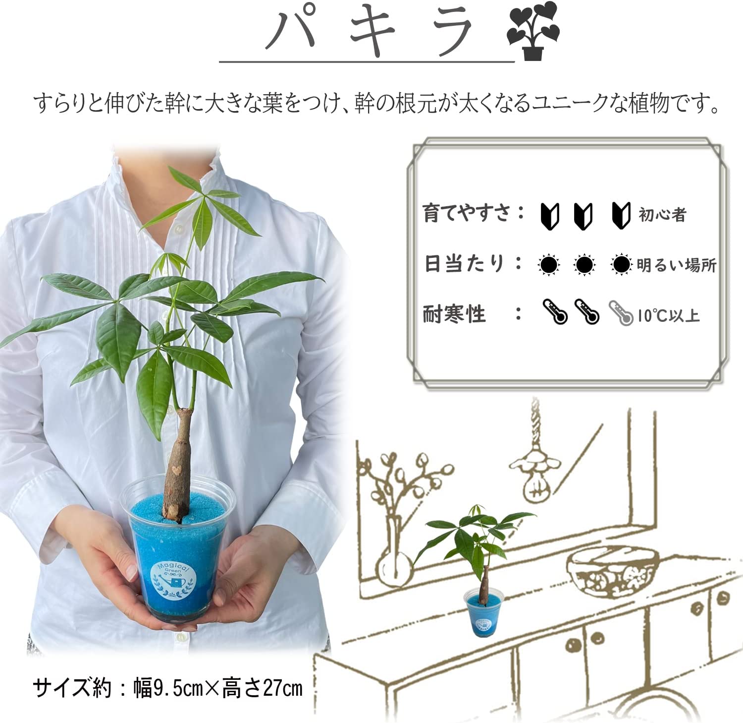 パキラ 本物 ぱきら ハイドロカルチャー 水耕栽培 水栽培 観葉植物