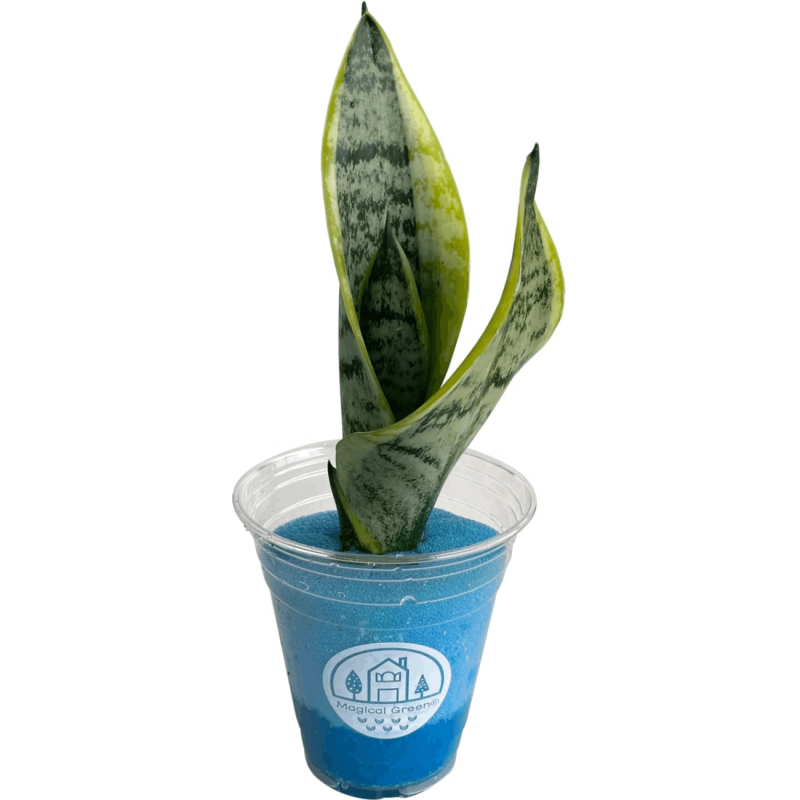 トックリラン 観葉植物 本物 おしゃれ 特殊ウレタン インテリア ミニ
