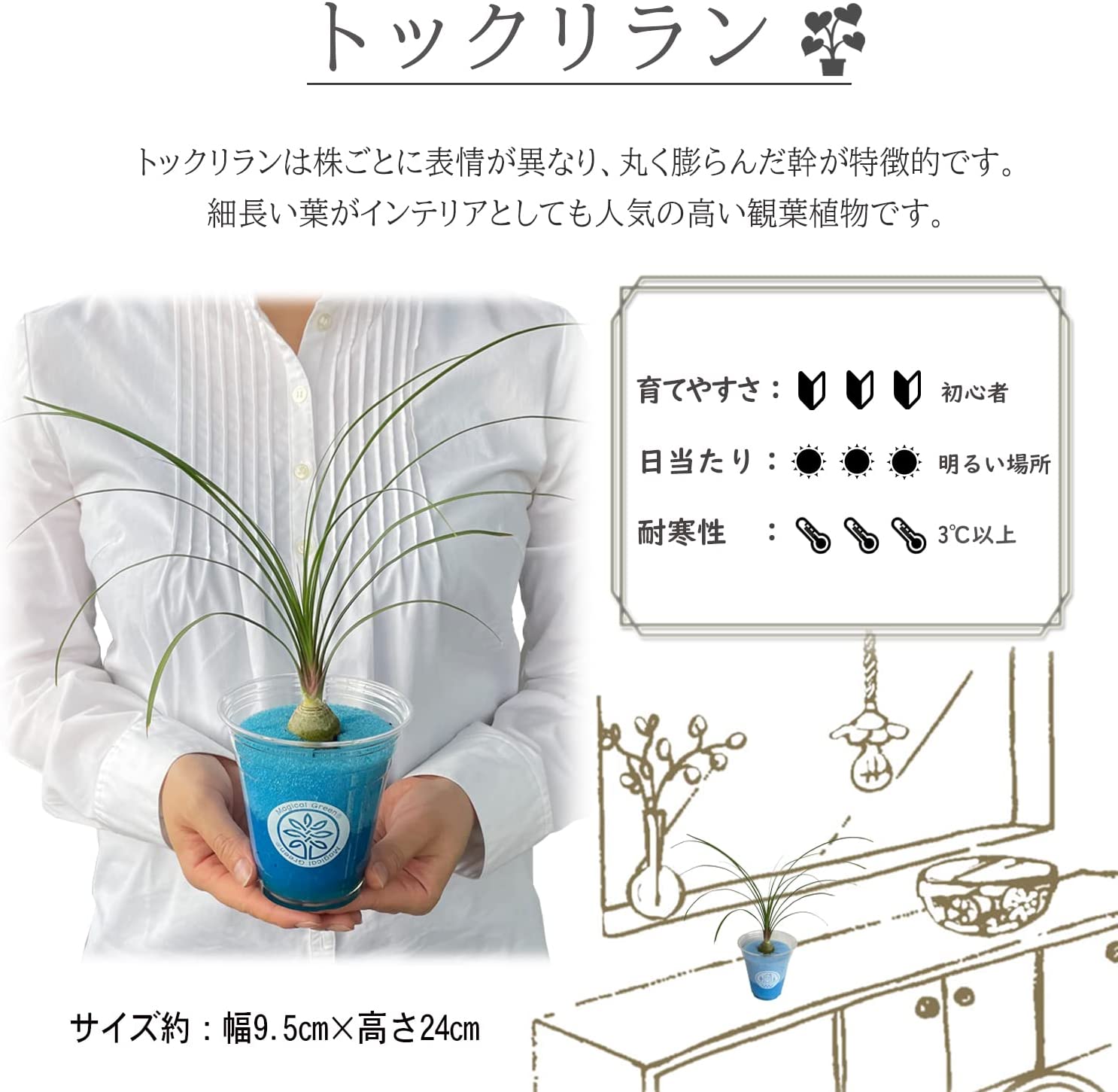 トックリラン 観葉植物 本物 マジカルグリーン 特殊ウレタン