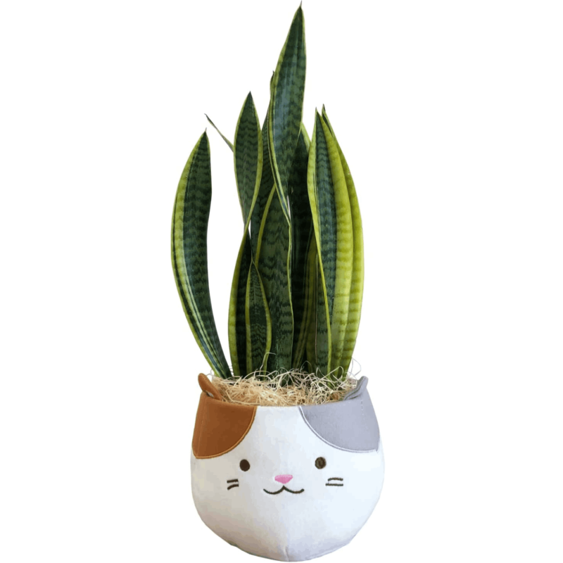 ���󥹥٥ꥢ ���տ�ʪ ��ʪ �ߥ� ���󥻥٥ꥢ ���� ��ʪ �ߥ˴��տ�ʪ �פ���