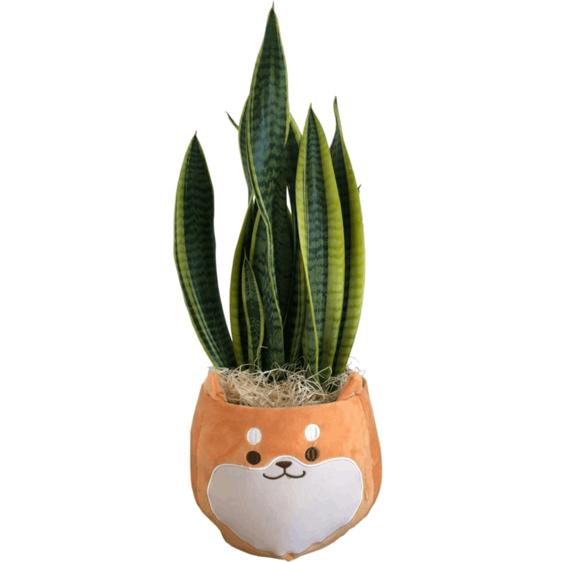 ���󥹥٥ꥢ ���տ�ʪ ��ʪ �ߥ� ���󥻥٥ꥢ ���� ��ʪ �ߥ˴��տ�ʪ �פ���