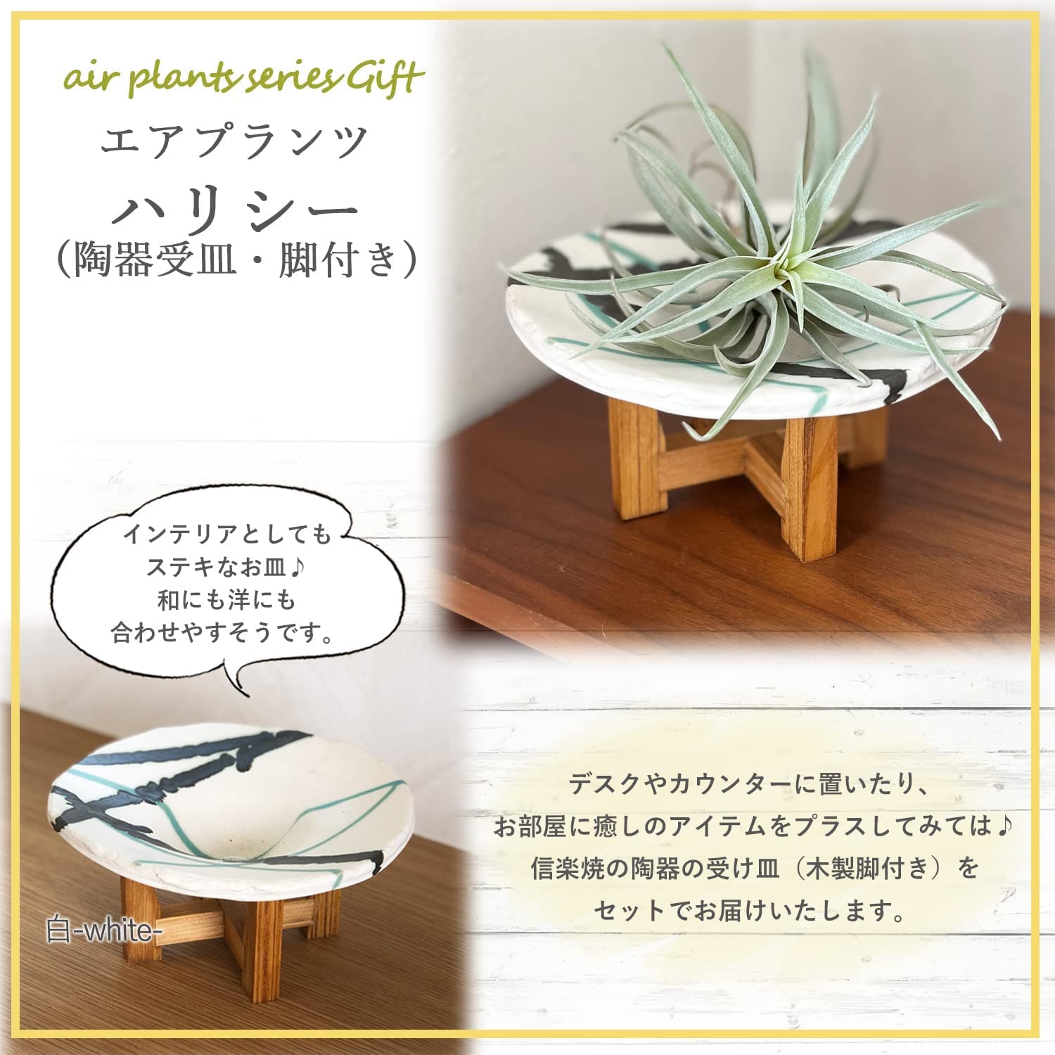 エアプランツ チランジア ハリシー 信楽焼 本物 インテリア 陶器皿 おしゃれ 観葉植物 おしゃれな観葉植物 安心と感動を送る フラワーギフト 花のギフト社