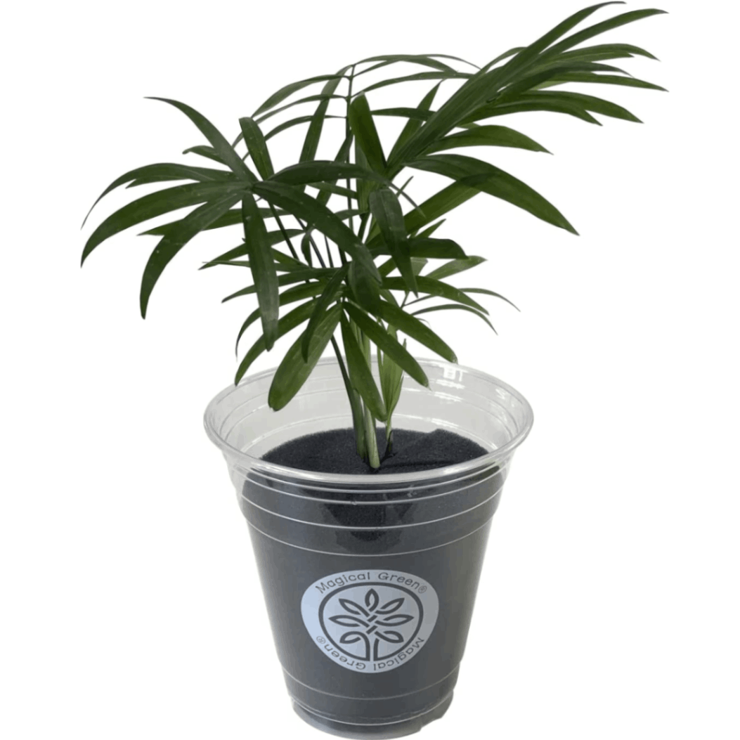 テーブルヤシ 観葉植物 本物 おしゃれ 観葉植物 特殊ウレタン