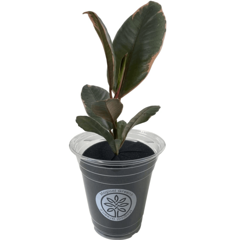 YAMA ベンガレンシス+アグラオネマ＋水耕栽培のサンスベリアのセット