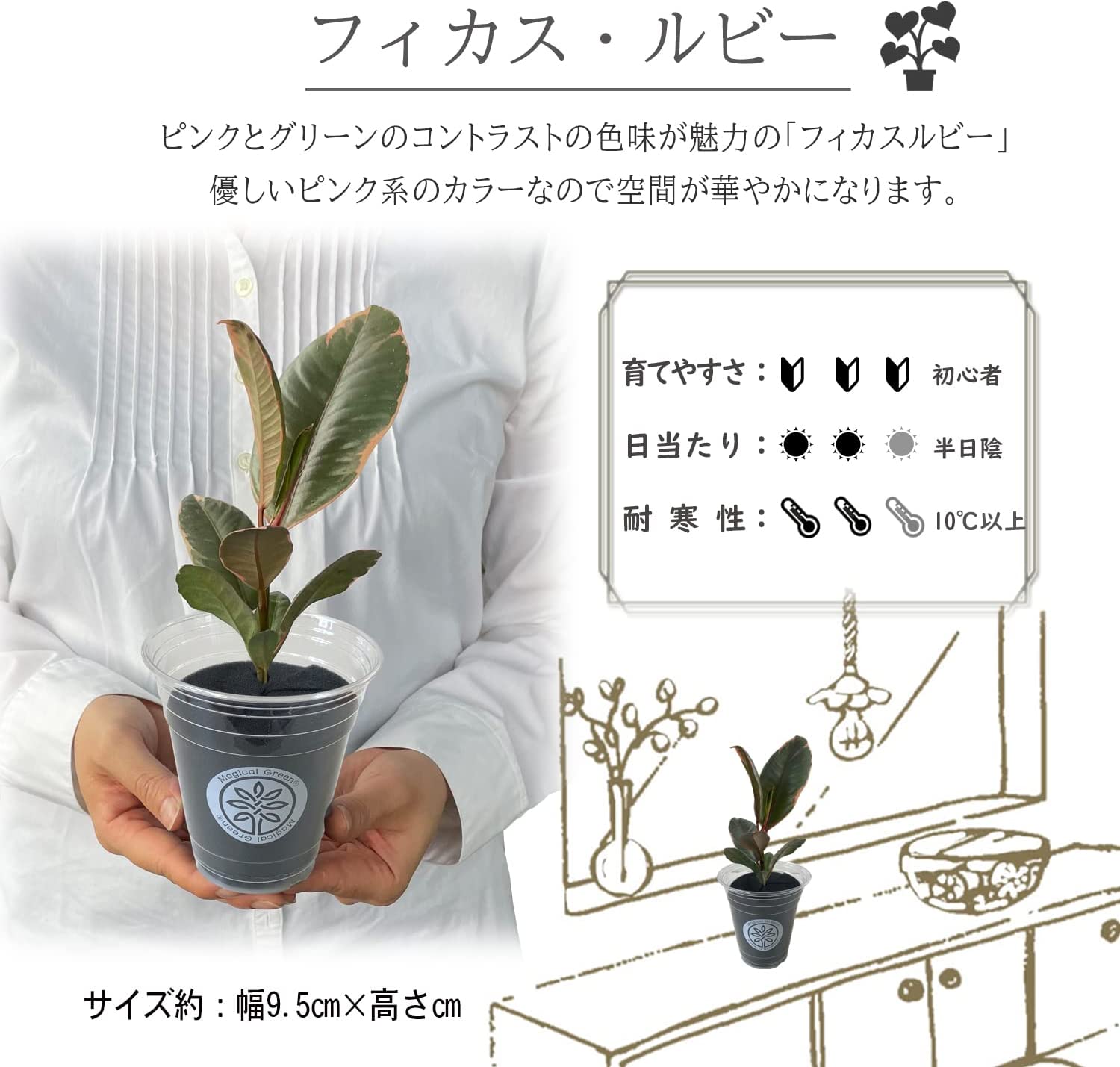 人気品種❗️ フィカス　ルビー　ゴムの方　 観葉植物　プレゼント　お祝い Amazon｜花のギフト社 フィカス ルビー ゴムの木 観葉植物 本物