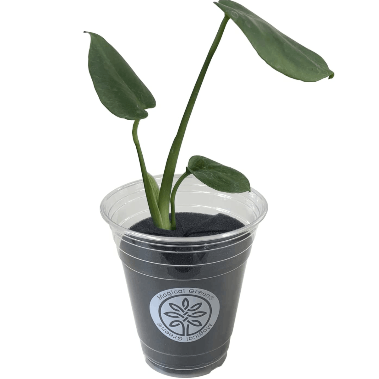 【特大モンステラ】存在感バツグン！おしゃれな観葉植物＊インテリア・南国風に♪ 特大モンステラ】存在感バツグン！おしゃれな観葉植物