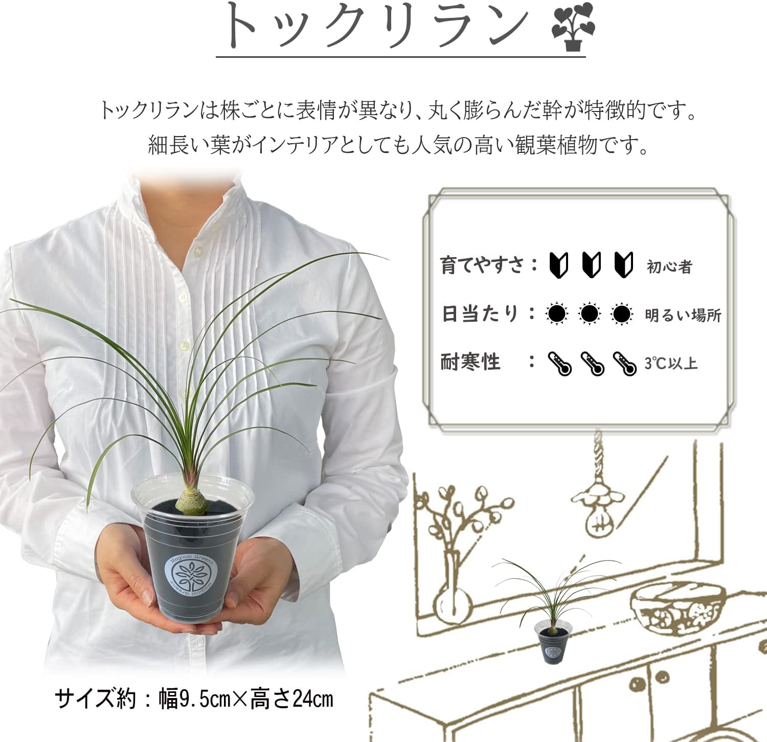 オマケあり】トックリラン 4頭株 8号鉢ごと発送 インテリア