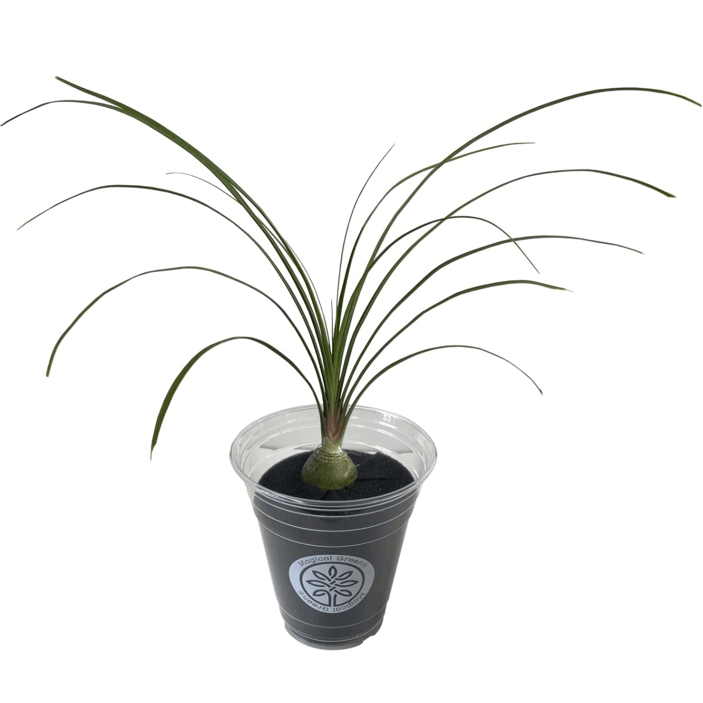 観葉植物　トックリラン 観葉植物 トックリラン ポニーテール 8号 ビアスアルトエッグ ブラック