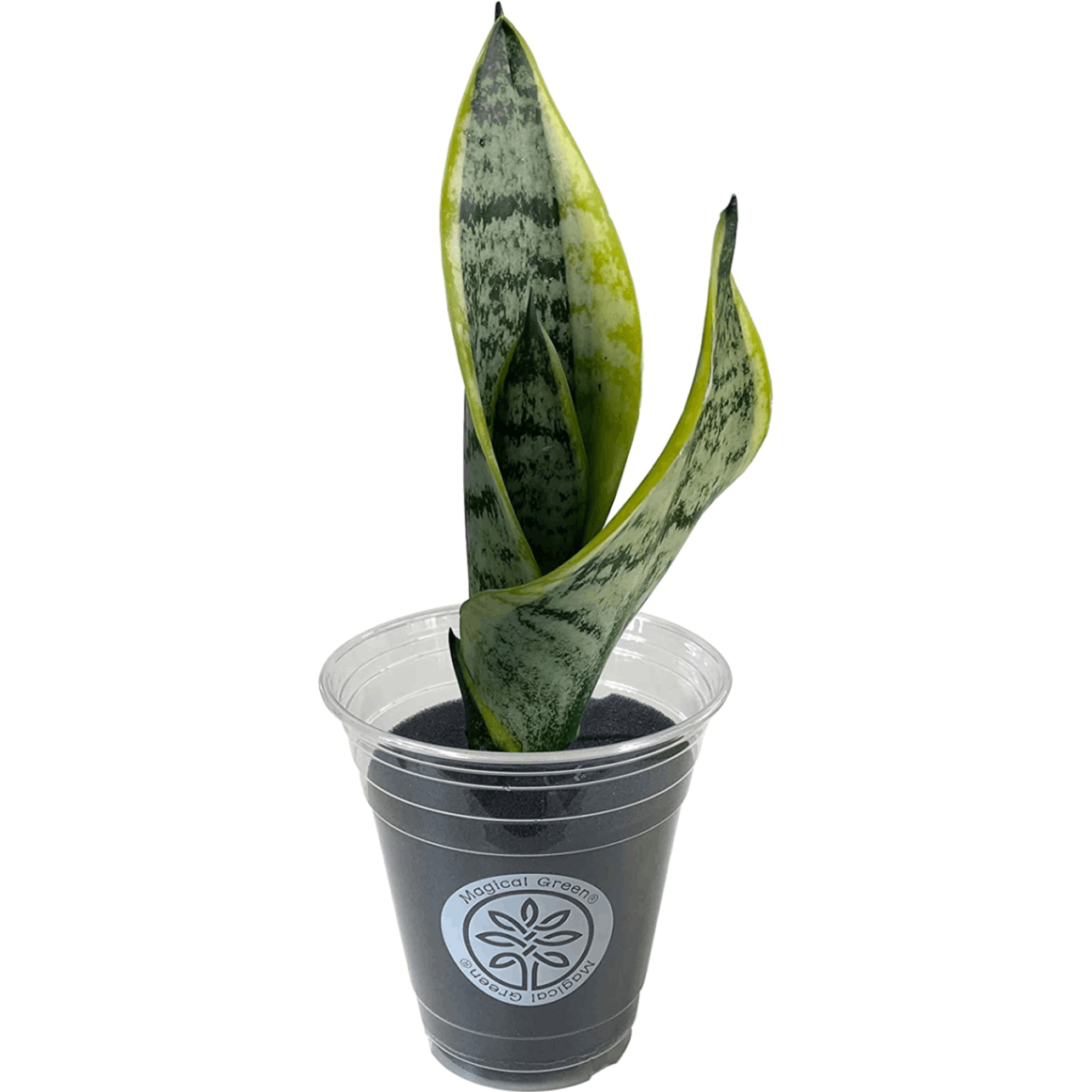 YAMA　ベンガレンシス+アグラオネマ＋水耕栽培のサンスベリアのセット販売 YAMA様専用 ベンガレンシス+アグラオネマ＋水耕栽培の