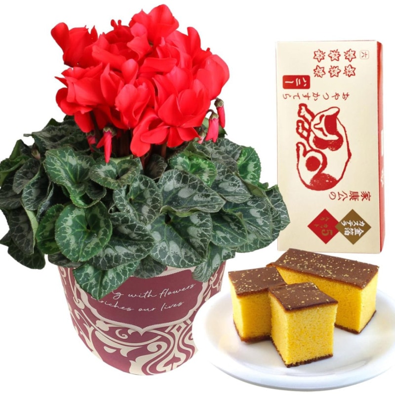  ե ץ쥼  ȭ ȭ  5ȭ  ۻ ƥ