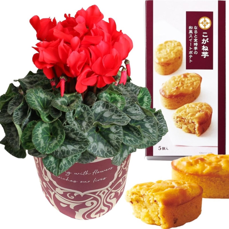  ե ץ쥼  ȭ ȭ  5ȭ  ۻ ²ۻ