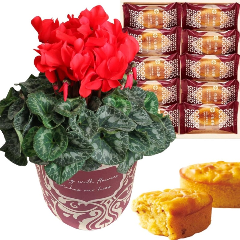  ե ץ쥼  ȭ ȭ  5ȭ  ۻ ²ۻ