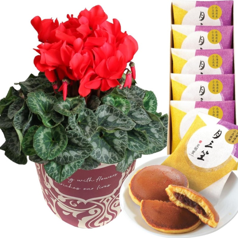  ե ץ쥼  ȭ ȭ  5ȭ  ʸƲ ۻ