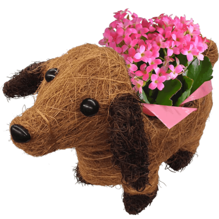 ��ȭ ȭ���� �ե����ե� ���� ����� ���ե� ưʪ �� ������ �ڥå�