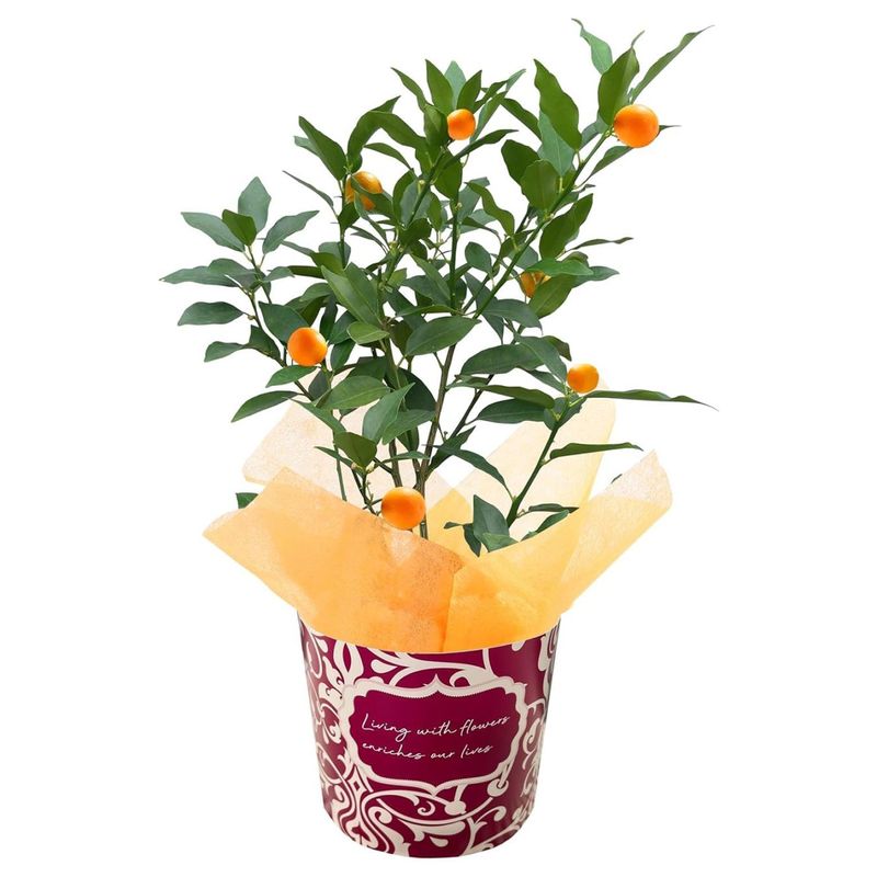 ⴻȭ פޤ ⴻ 󤫤ȭ 󤫤 󥫥 ⴻμ