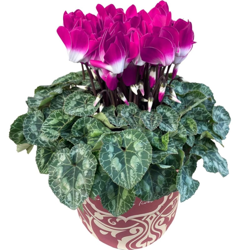  ե ץ쥼  ȭ ȭ  5ȭ ǥѡץ