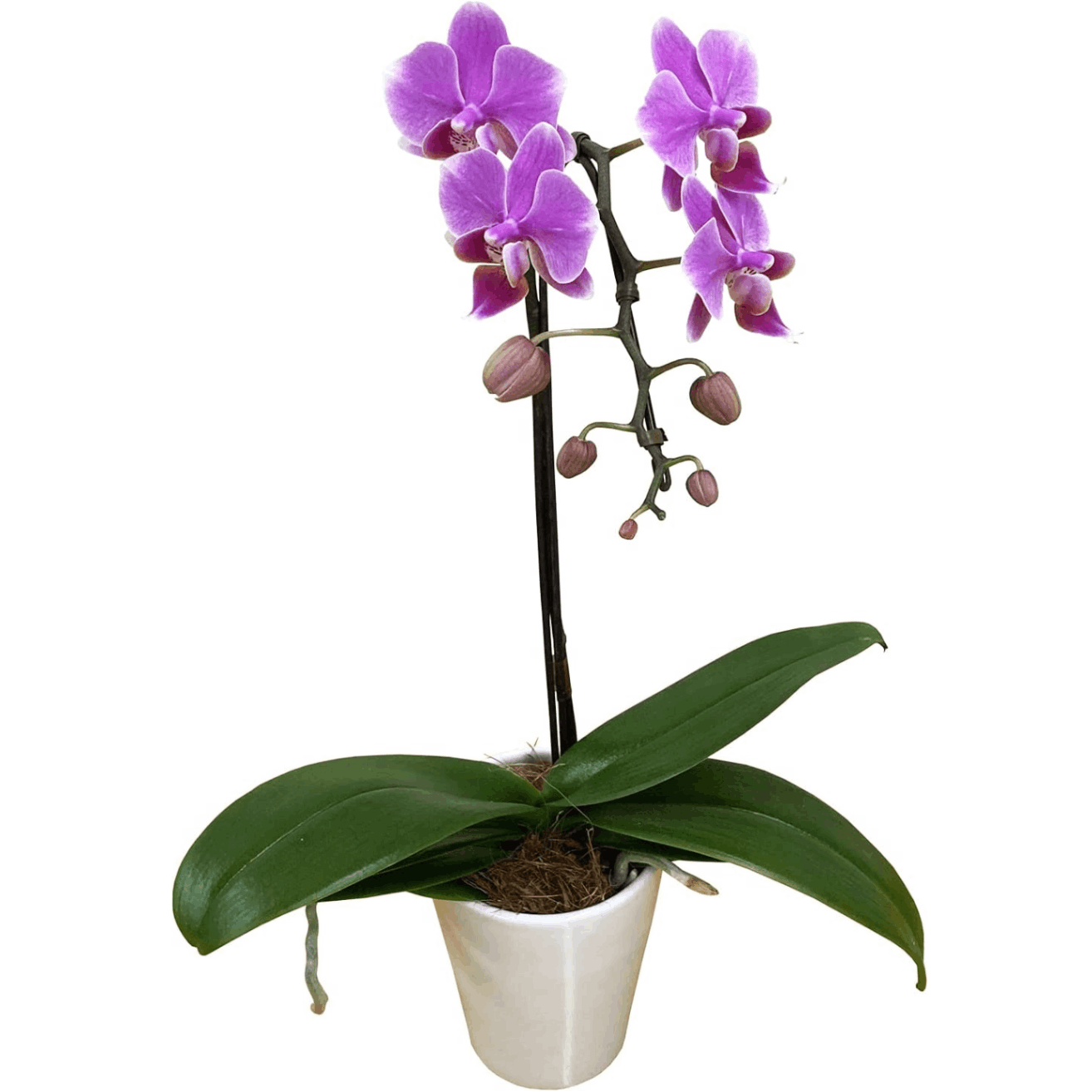 A-131】【産地直送の花ギフト】ミディ胡蝶蘭 8号 8本立ち 椎名洋ラン園