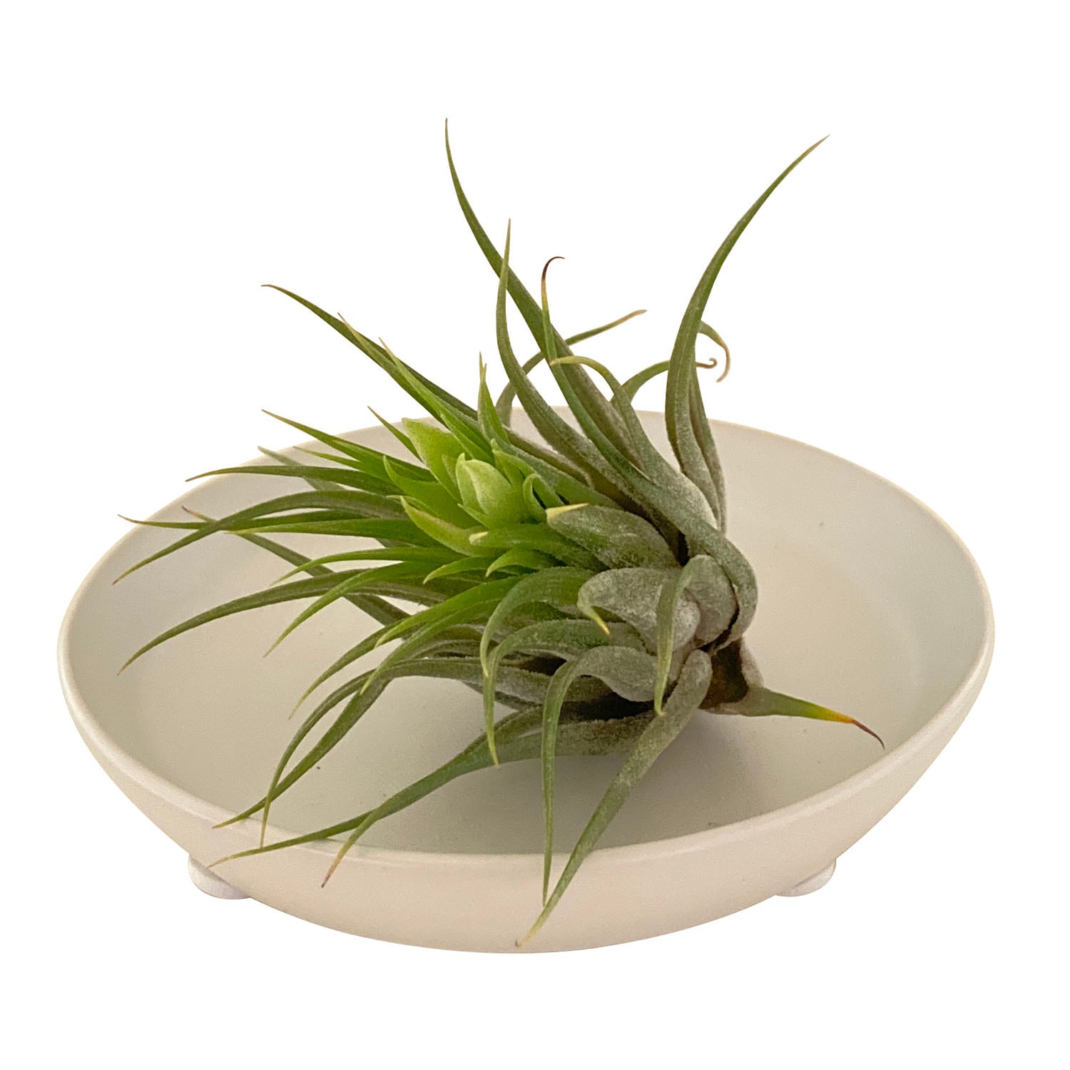 エアプランツ 皿付き 観葉植物 ギフト グリーン インテリア プレゼント