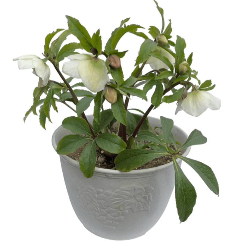 ���ꥹ�ޥ������� �� ��ȭ �� ���ե� ȭ���� ������ ���� ��ʪ ����ݥ�����