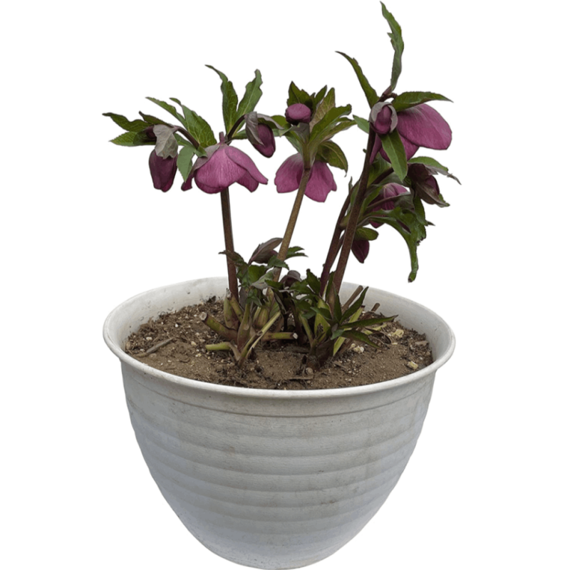 �֤Υ��եȼ� ���ꥹ�ޥ������� �� ��ȭ �� ���ե� ȭ���� ������ ���� ��ʪ ����ݥ�����