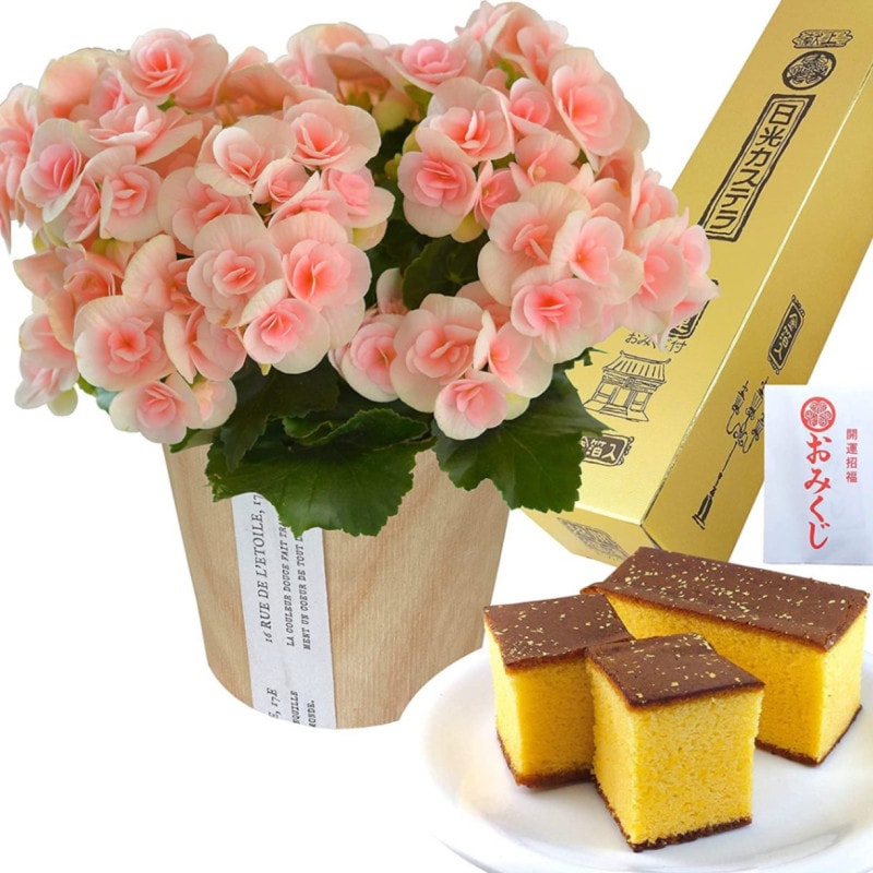 ꡼ ٥˥  ե  ץ쥼 ꡼٥˥ ȭ ȭ