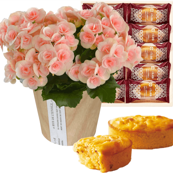 ꡼ ٥˥  ե  ץ쥼 ꡼٥˥ ȭ ȭ