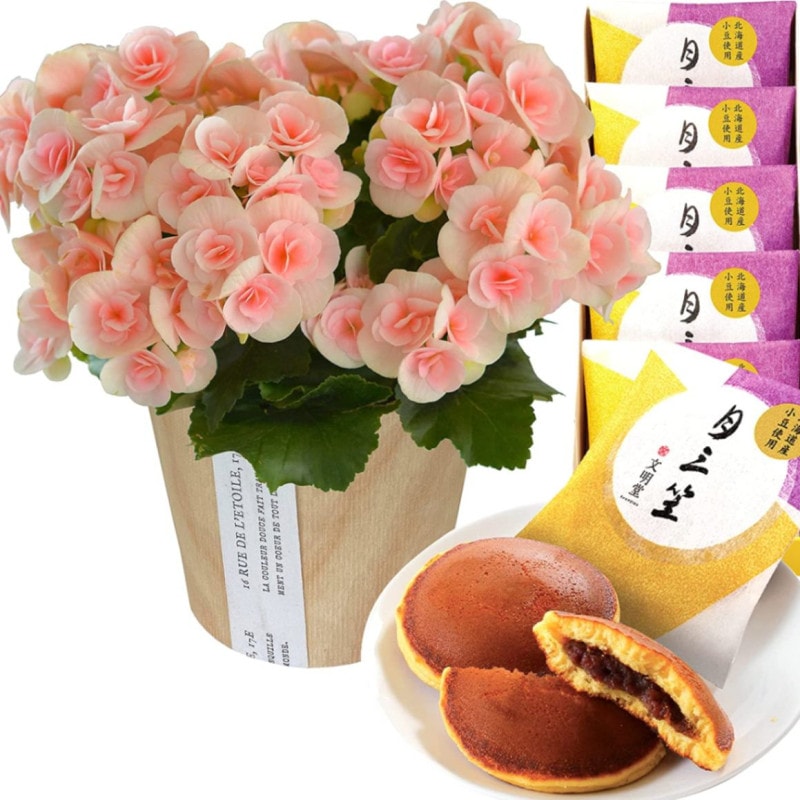 ꡼ ٥˥  ե  ץ쥼 ꡼٥˥ ȭ ȭ