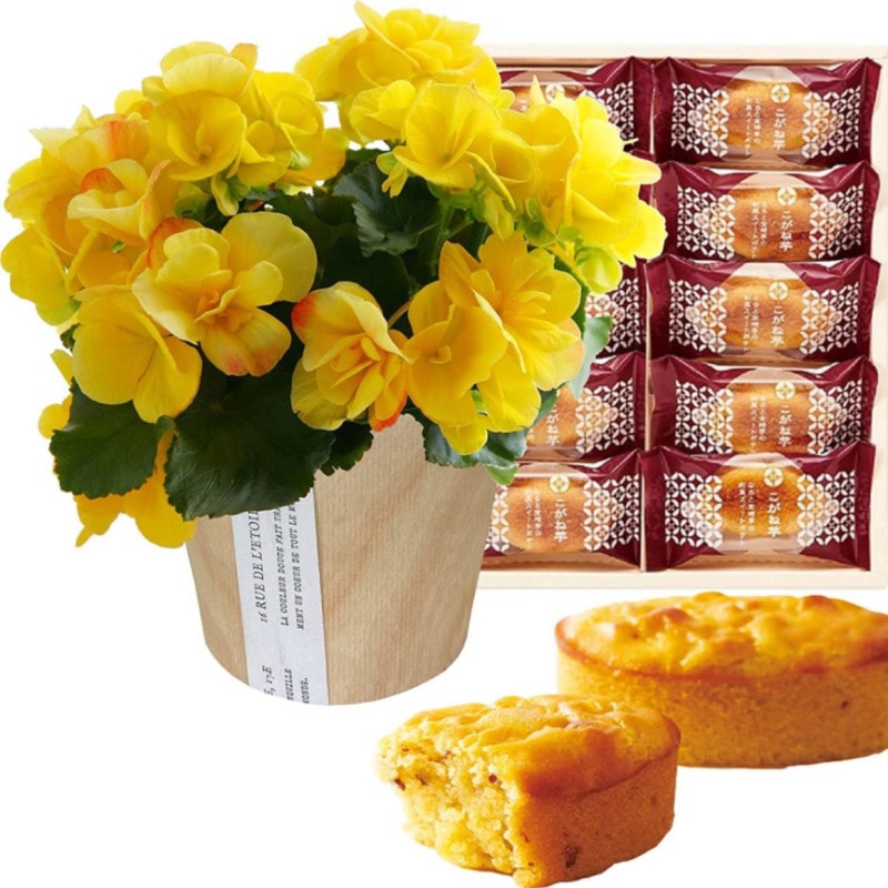 ꡼ ٥˥  ե  ץ쥼 ꡼٥˥ ȭ ȭ