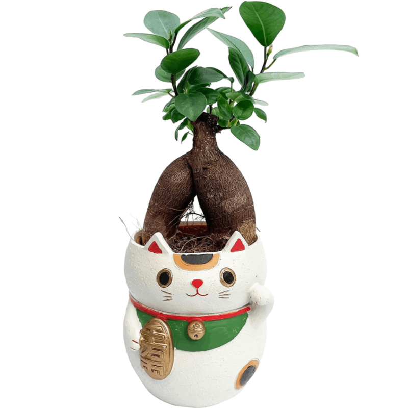 ǭ ʪ ޥ տʪ ʪ ޥ ȭ ޥȭ 