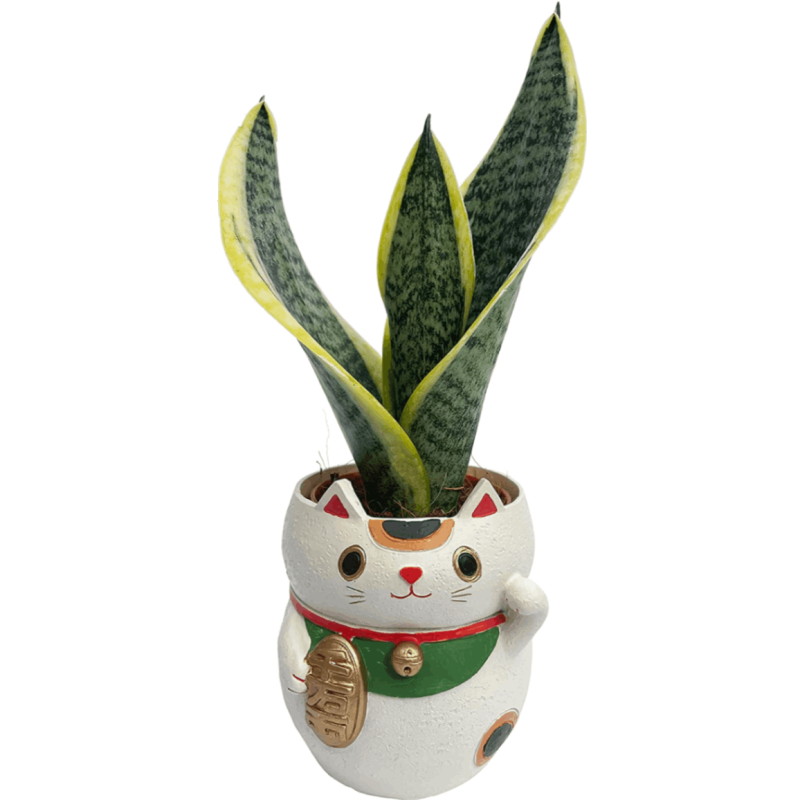 ����ǭ ��ʪ ���󥹥٥ꥢ ���տ�ʪ ��ʪ ���󥻥٥ꥢ ���� �ߥ˴��տ�ʪ �פ���