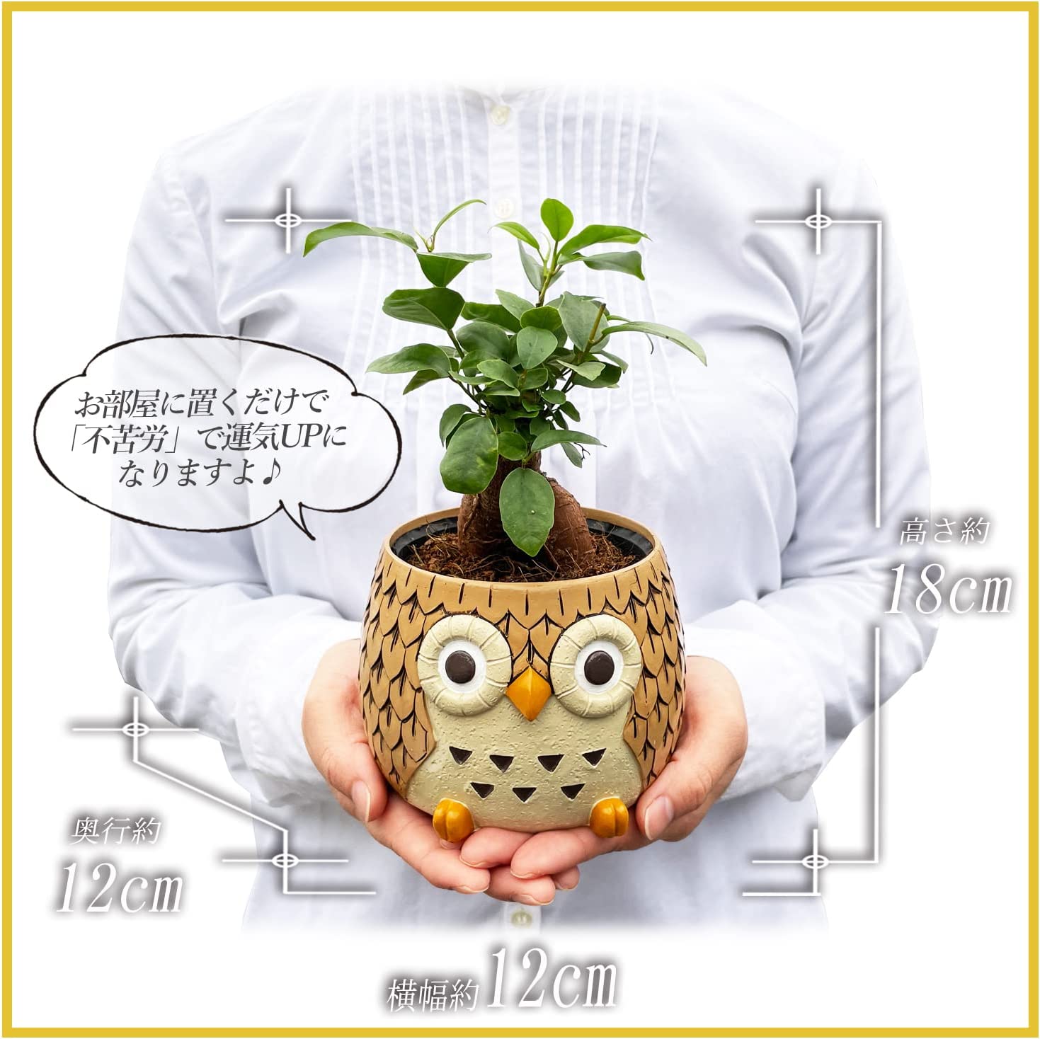 ガジュマル ガジュマル鉢植え 多幸の木 観葉植物 ふくろう 置物 ミニ