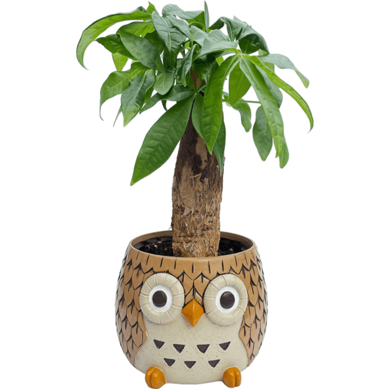 �ե����� ��ʪ �ե���������ʪ �� �ѥ��� ���տ�ʪ �ѥ���ȭ���� �ߥ˴��տ�ʪ ����