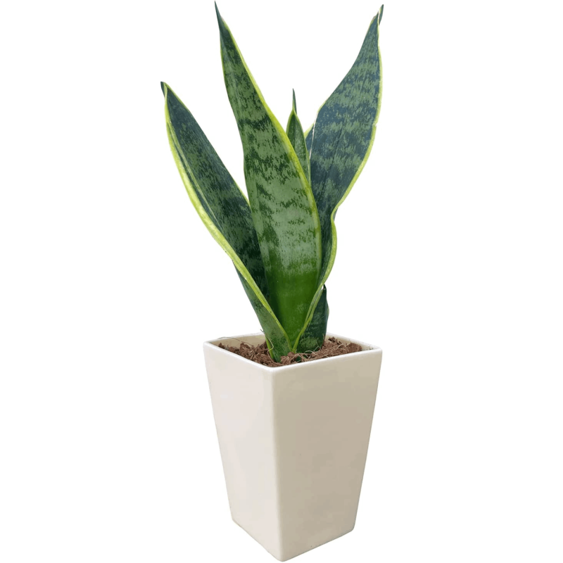 サンスベリア 虎の尾 サンスベリア鉢植え ミニ観葉植物 室内用 室内 虫がわかない