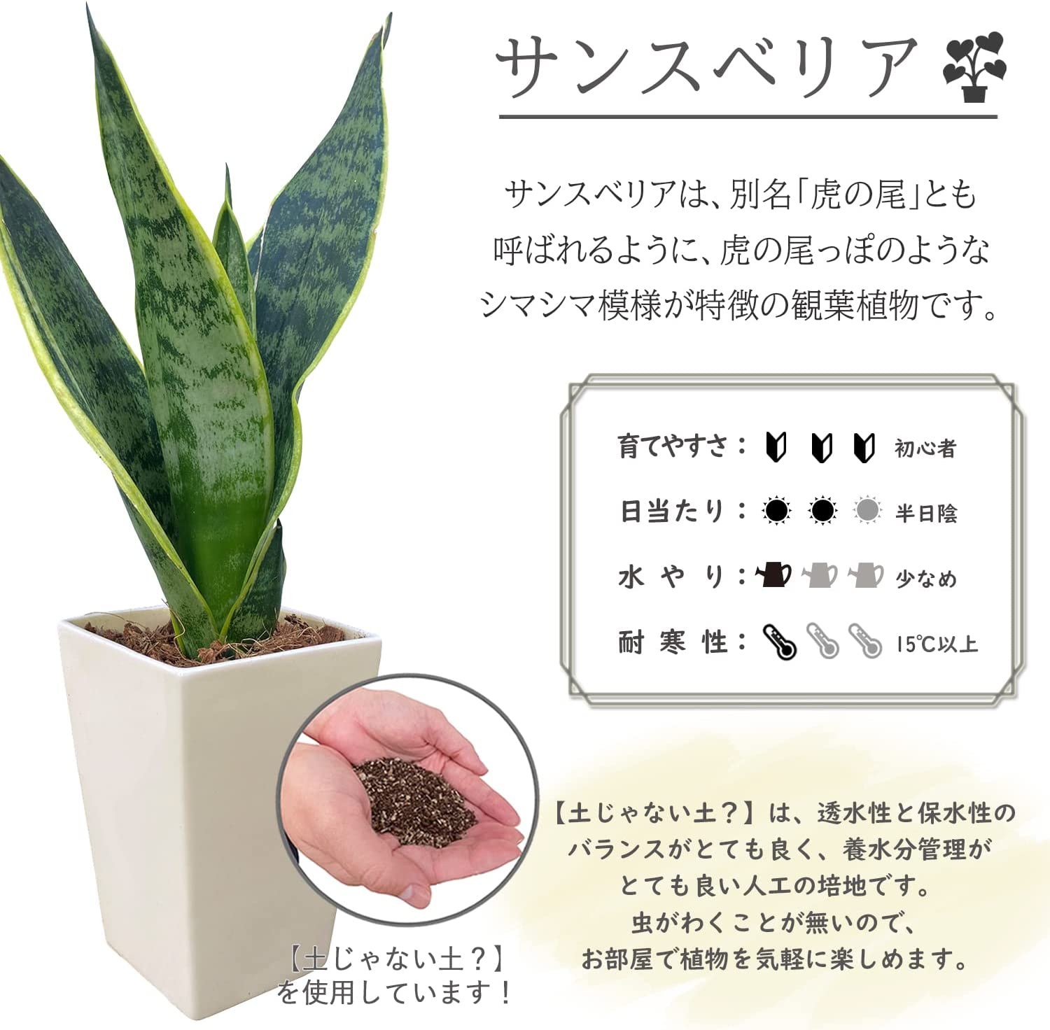 サンスベリア 虎の尾 サンスベリア鉢植え ミニ観葉植物 室内用 室内 虫
