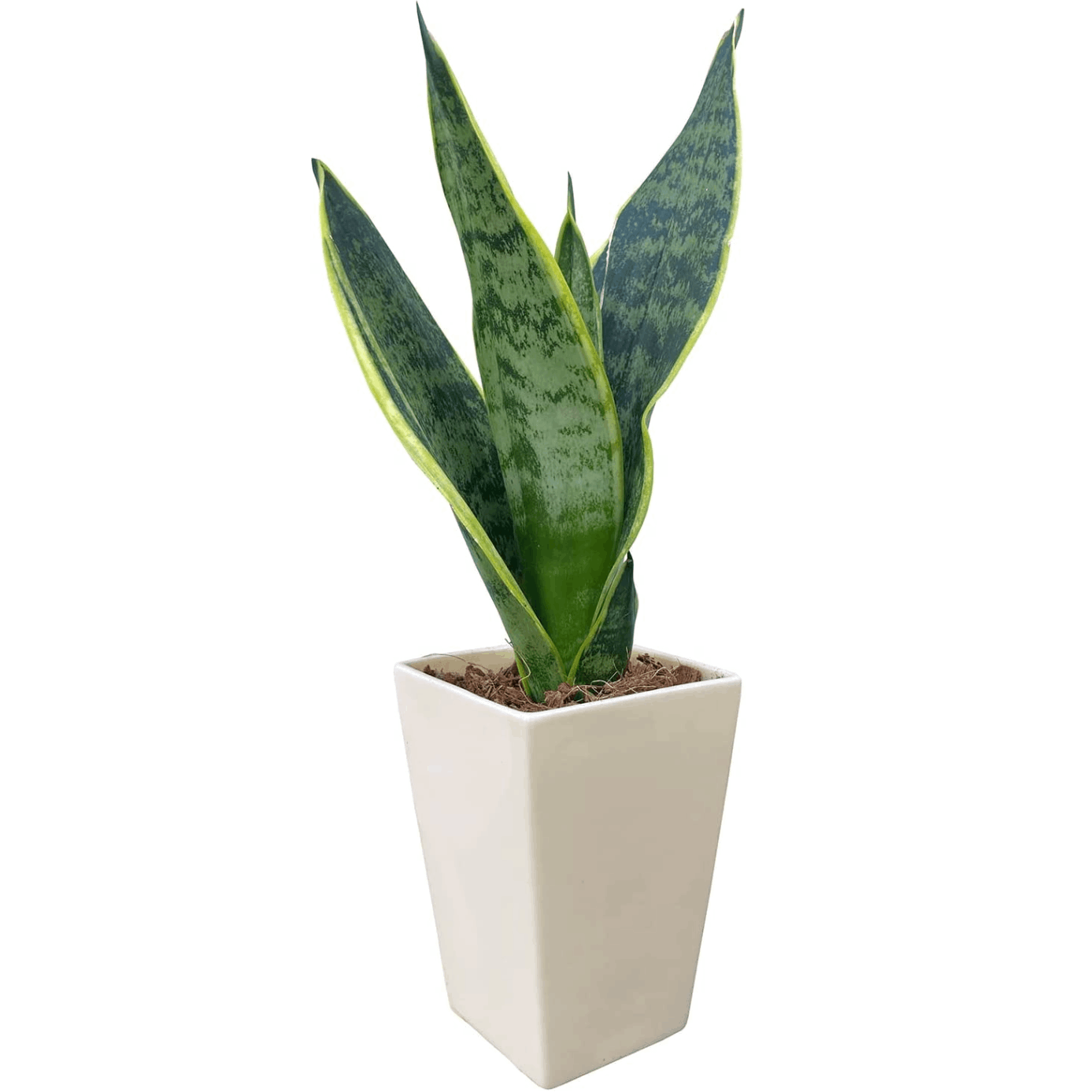 サンスベリア 虎の尾 サンスベリア鉢植え ミニ観葉植物 室内用 室内 虫