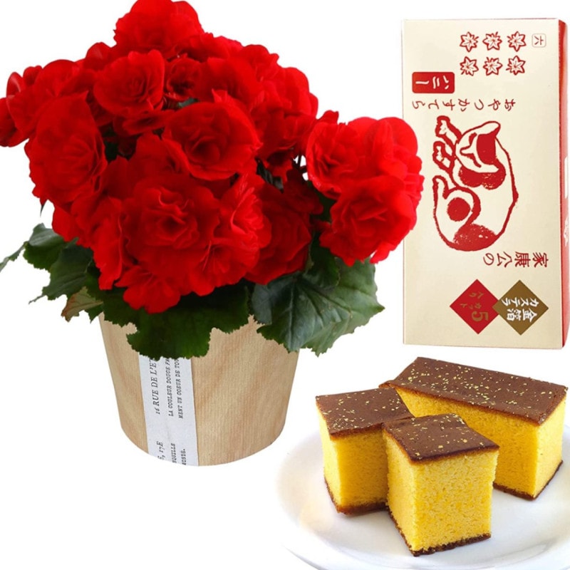 リーガース ベコニア 花 ギフト 誕生日 プレゼント リーガースベゴニア 鉢植え 花 鉢